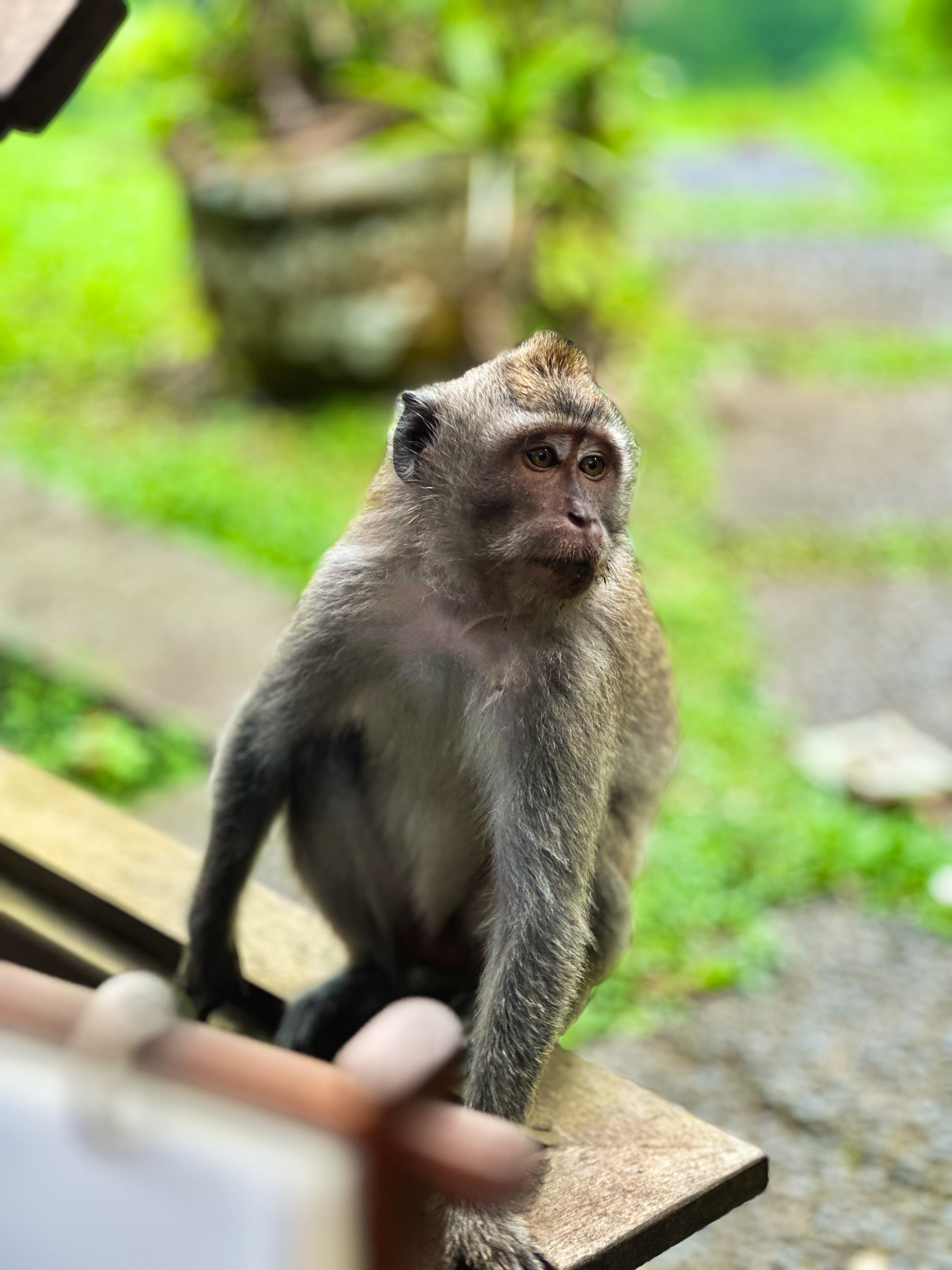 Macaque on a railing, Ubud, Bali