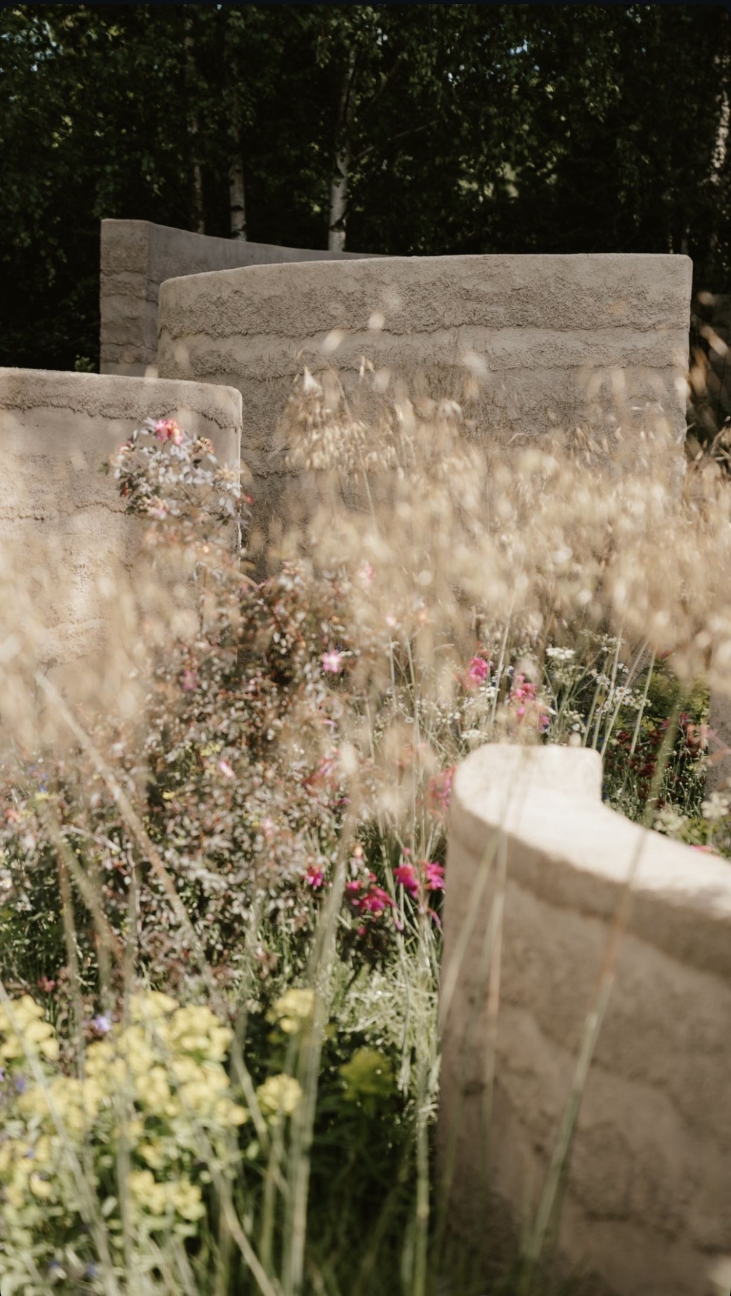 Curved rendered walls among tall grasses, RHS Chelsea Flower Show 2022, London