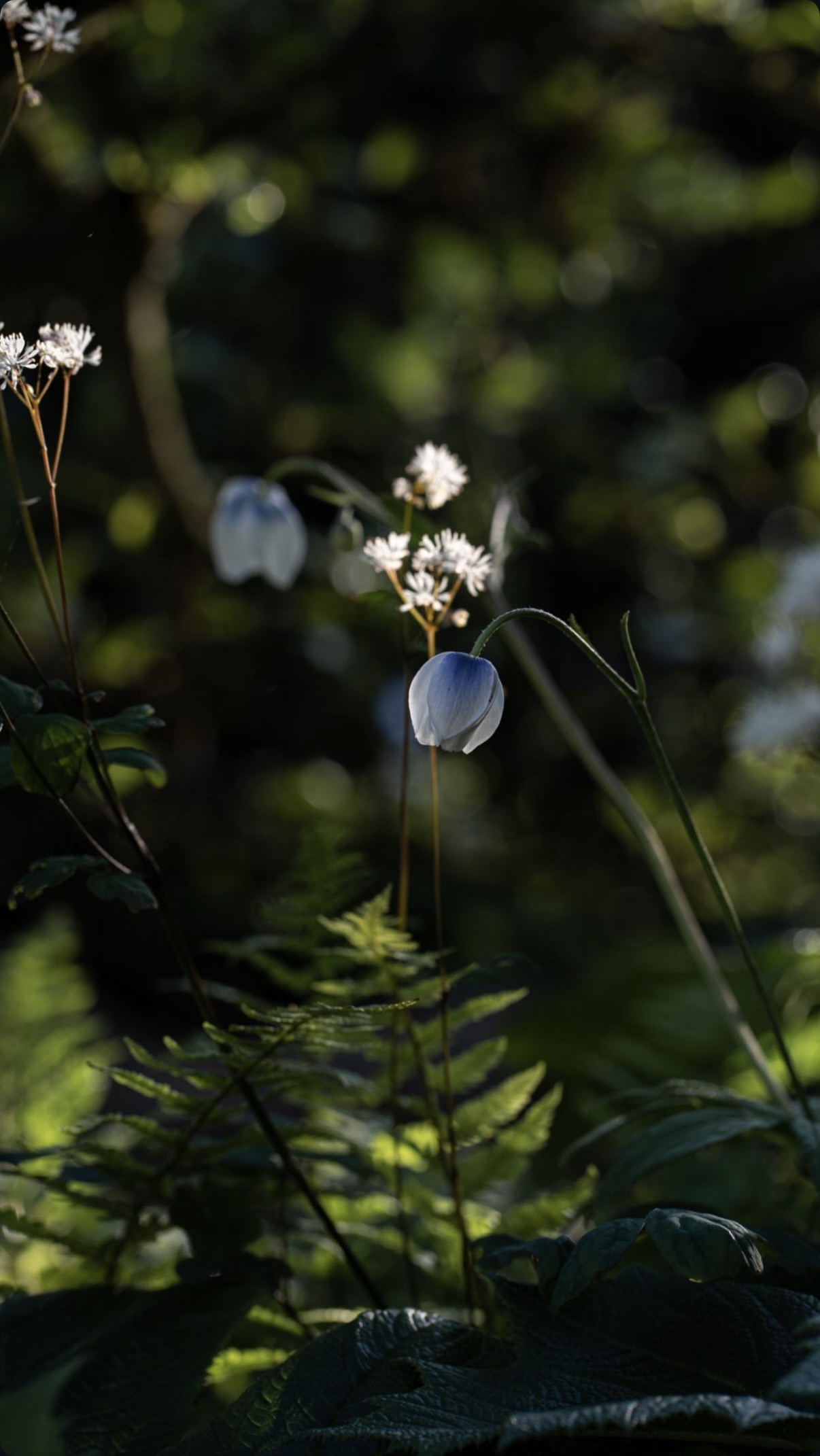 Stillness, A Letter From A Million Years Past, Chelsea Flower Show 2023