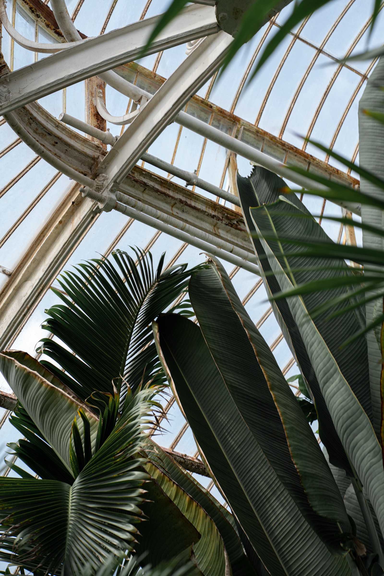 Palm fronds and glasshouse roof, Royal Botanic Gardens, Kew