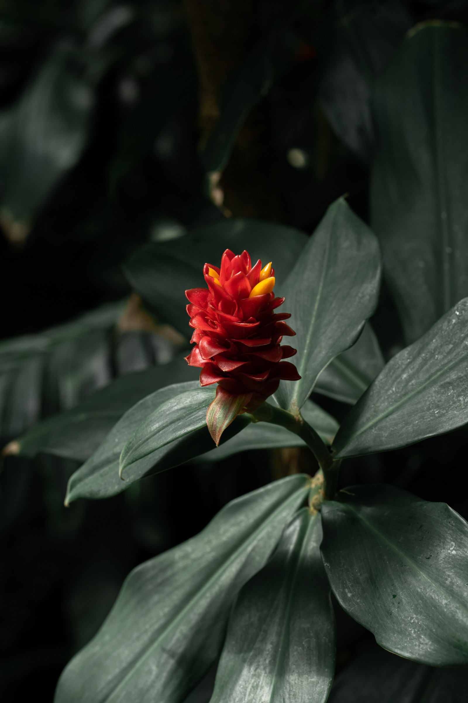Interior planting and shadow, Royal Botanic Gardens, Kew