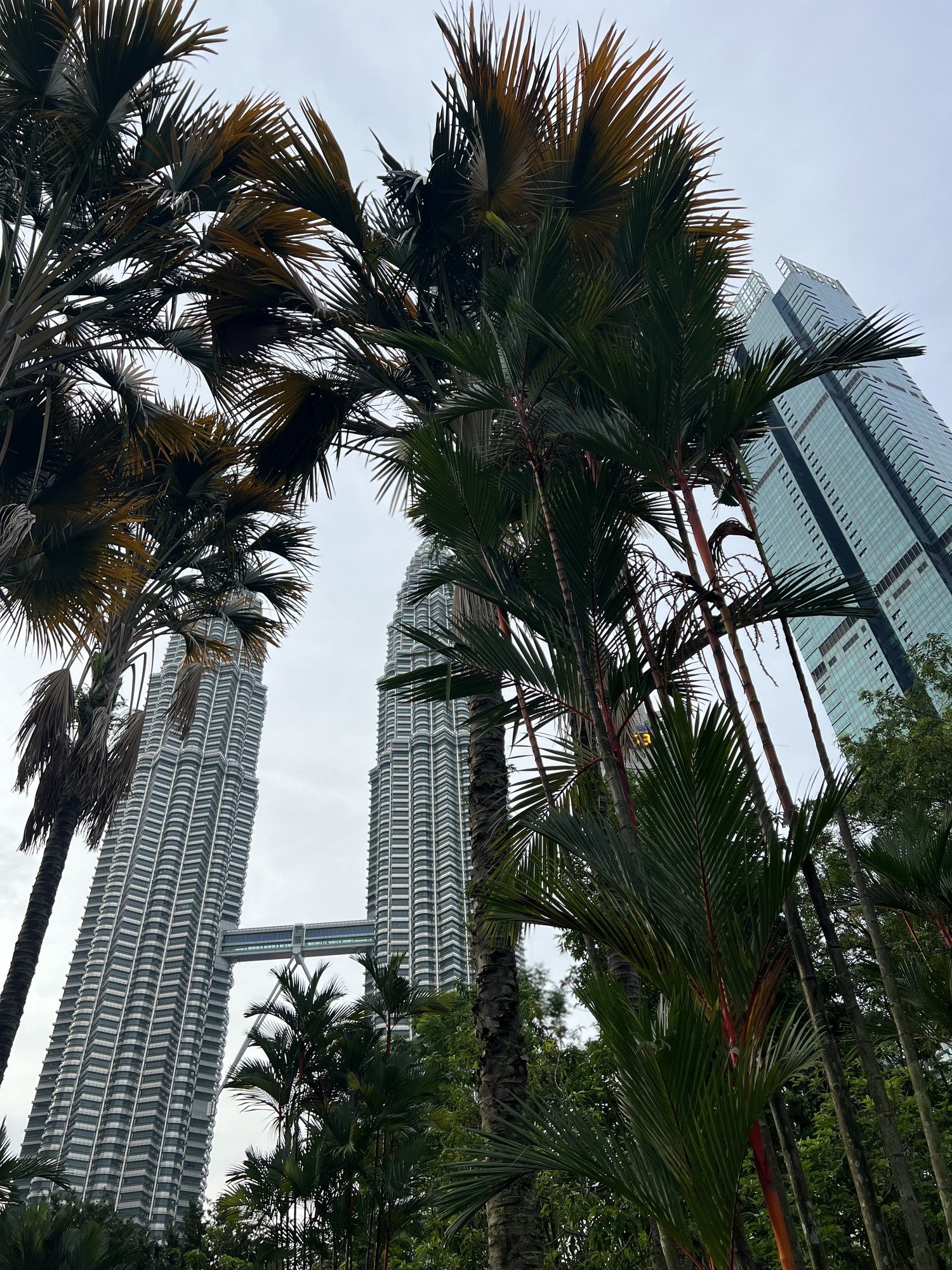 Towers above the palms, Kuala Lumpur, Malaysia