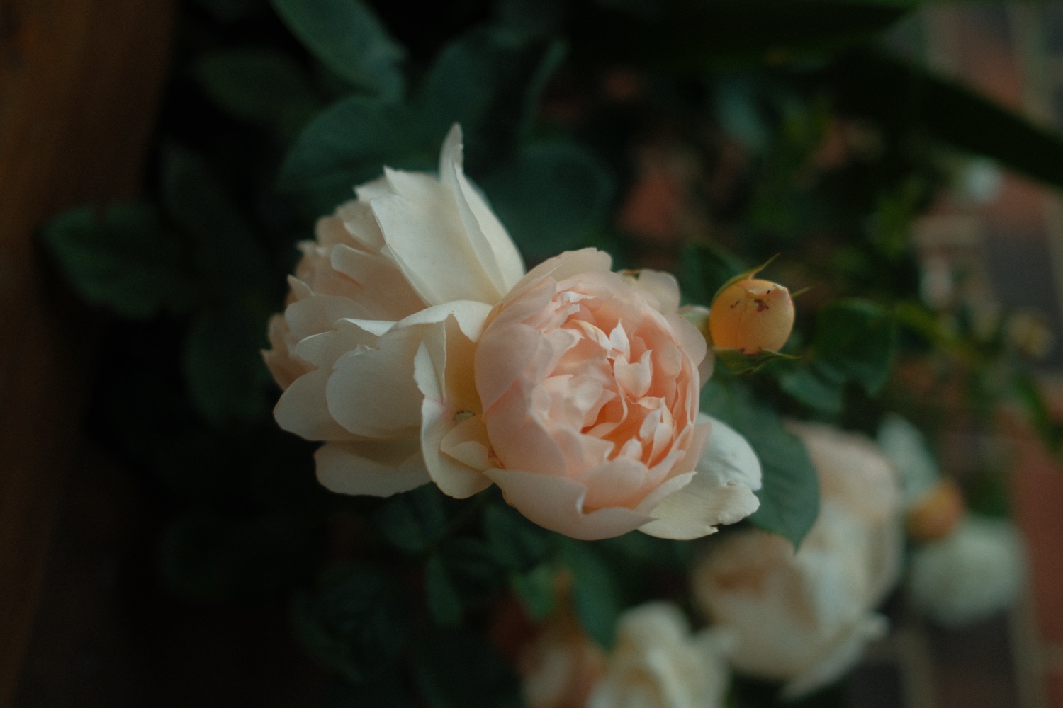 Plants growing in the garden, home