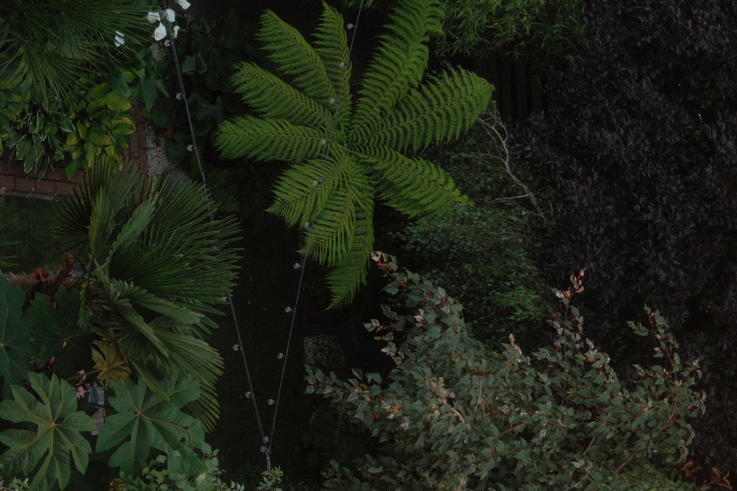 Leaves and garden detail, home