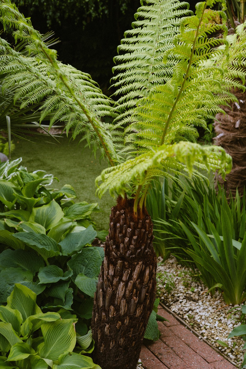 Tree fern in the garden, home