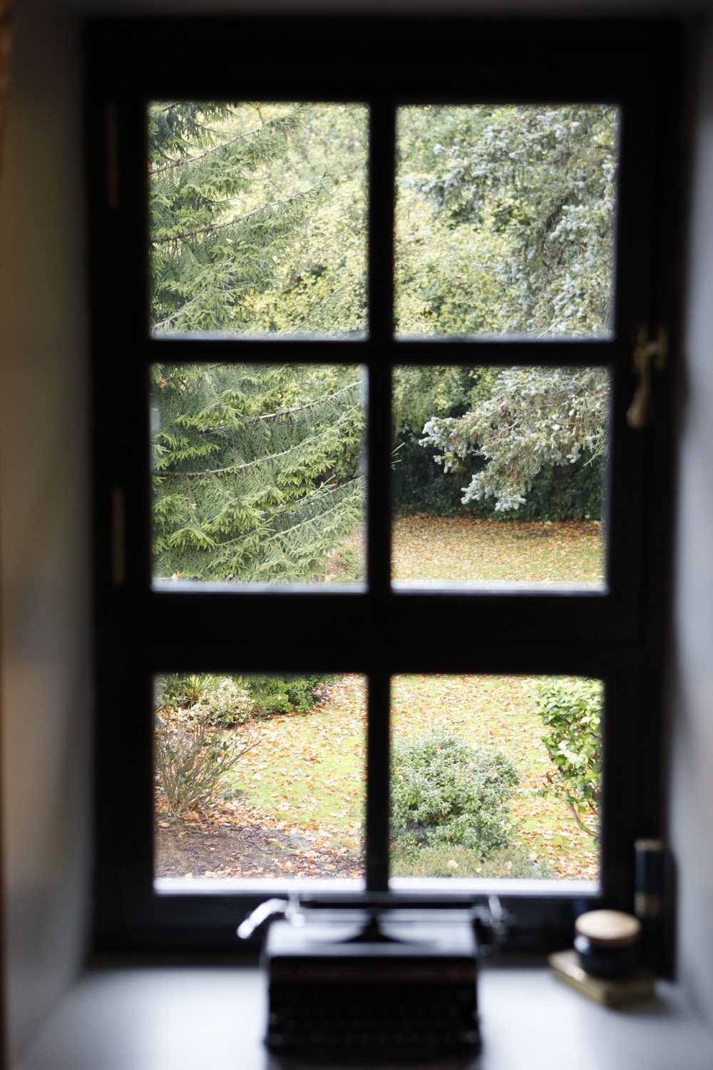 Dark window frame looking onto an autumn garden, fallen leaves, pine and shrubs beyond