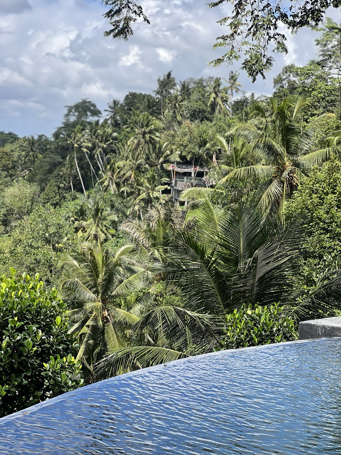 Infinity pool edge with dense jungle and palm trees behind, Ubud, Bali