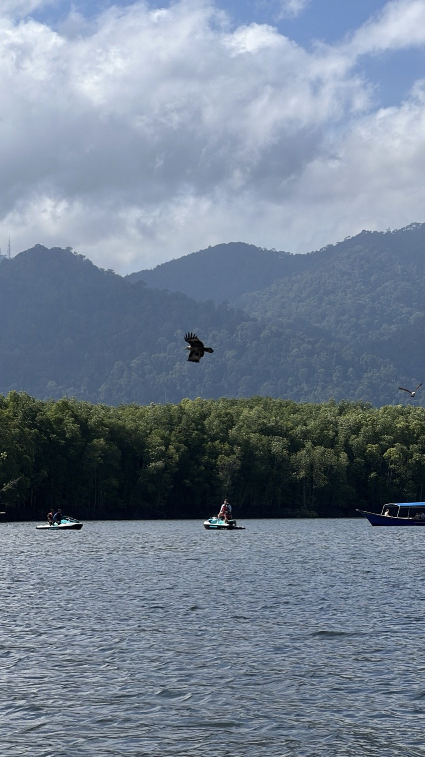 Eagles soaring over a lake with mountains behind