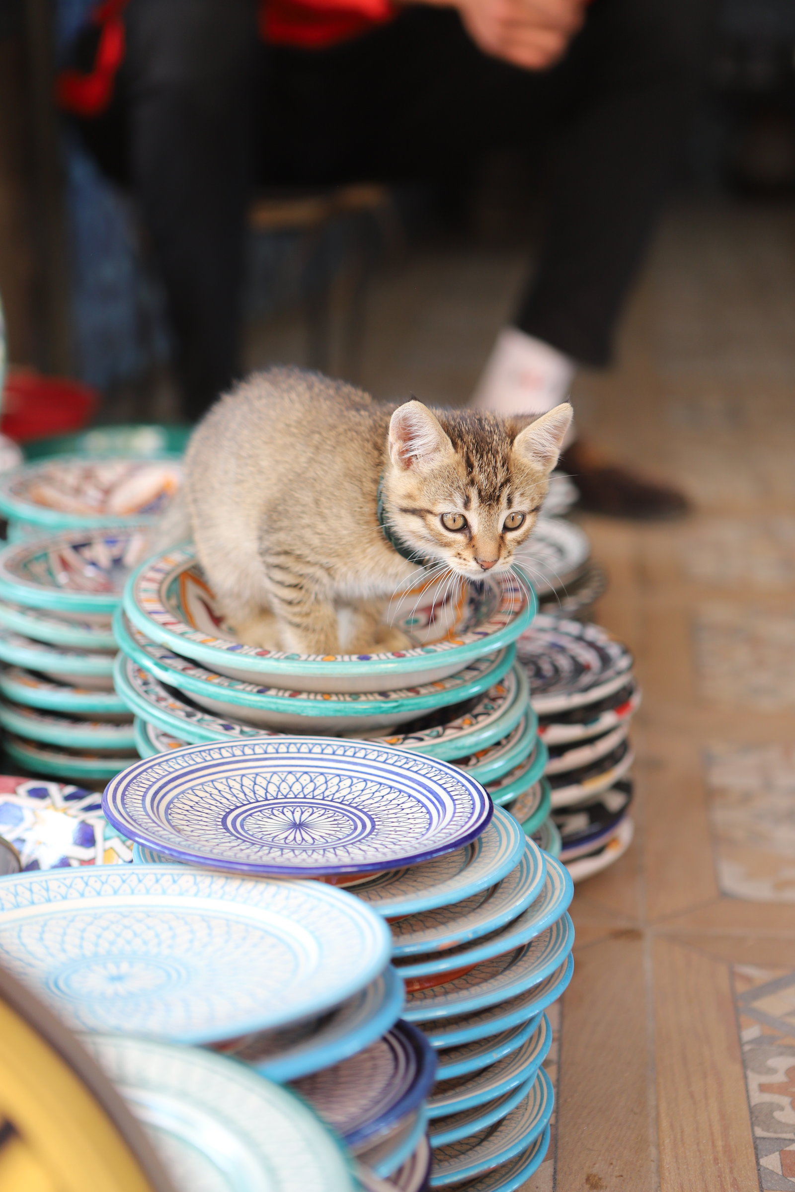A kitten resting on stacked painted plates, Tangier medina