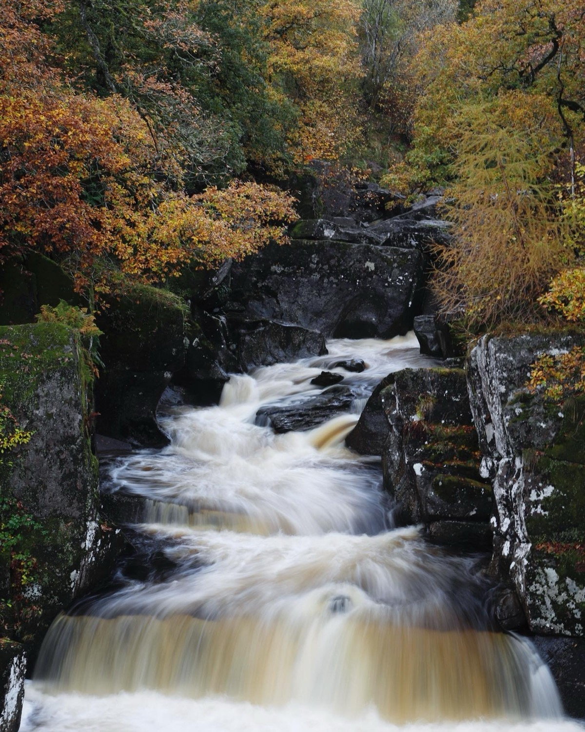 Autumn waterfall rushing through rocks and golden trees