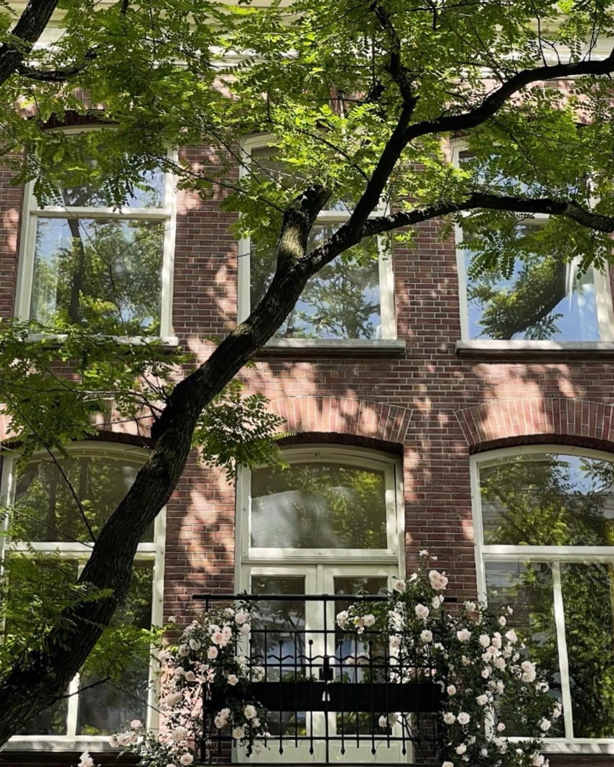 Amsterdam canal house with climbing roses over an iron gate