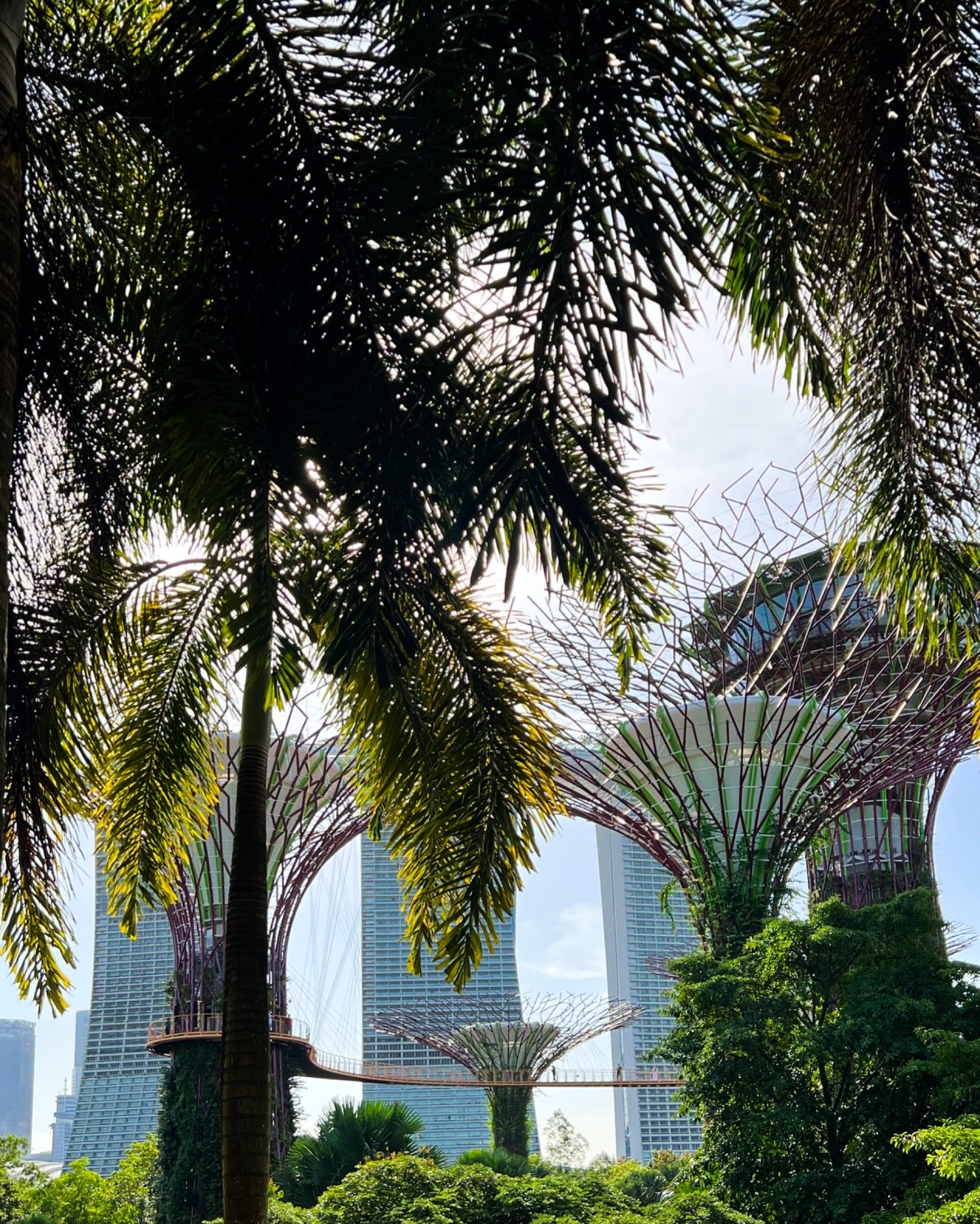 Supertrees through palm canopy, Gardens by the Bay, Singapore