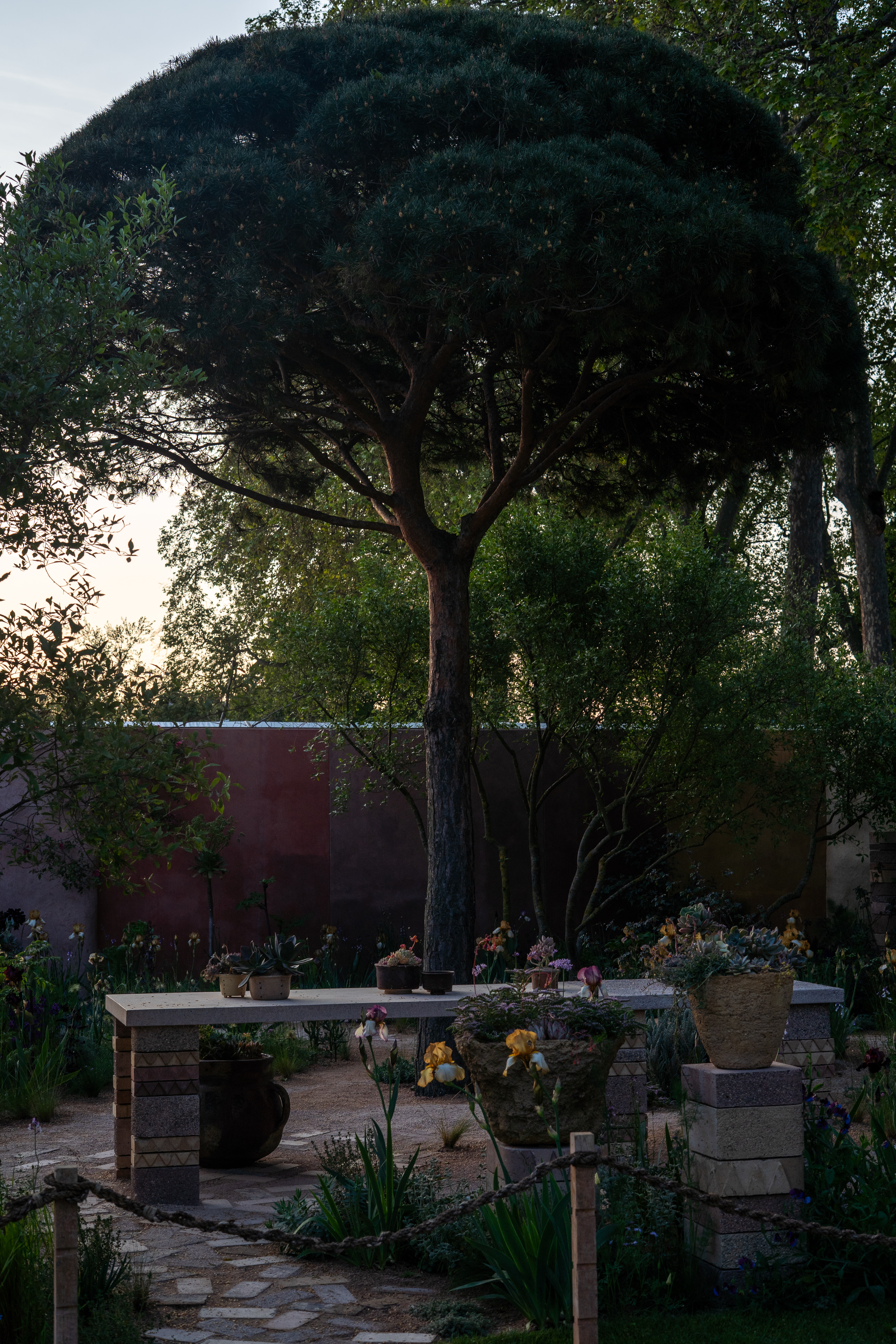 A vertical view of planting and trees within Sarah Price's Chelsea garden.
