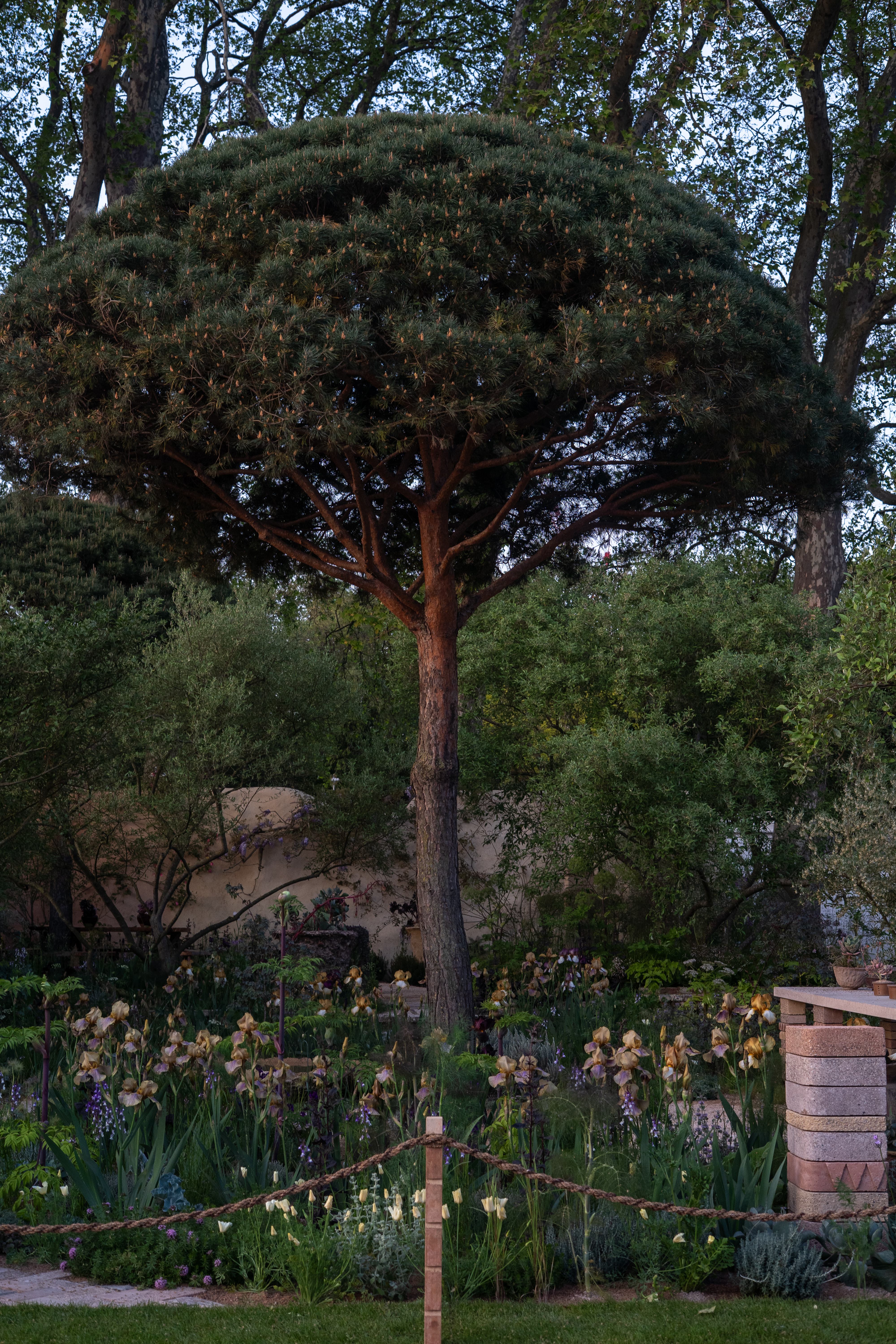 A tree trunk rising through soft planting in Sarah Price's garden at Chelsea.