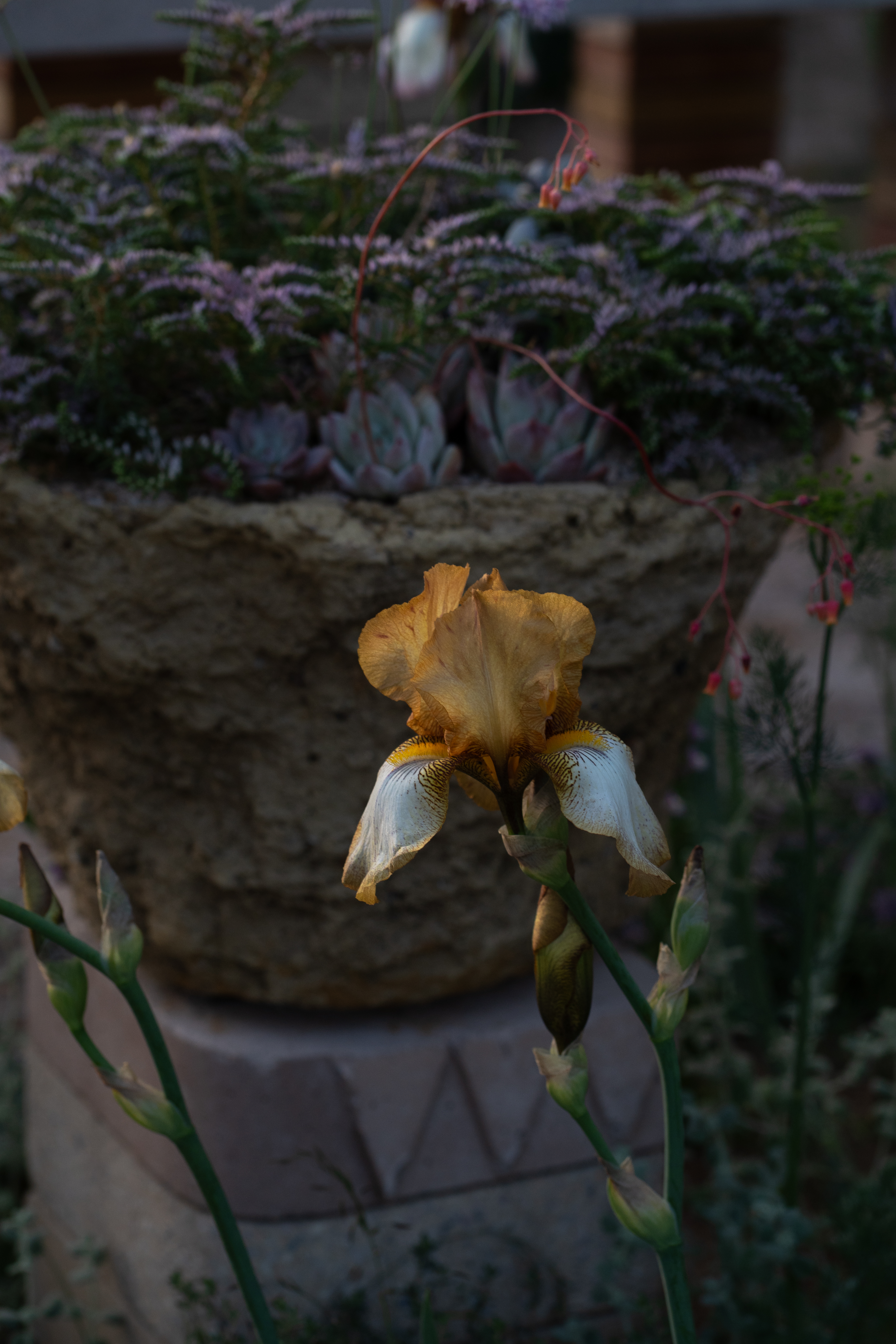 Yellow irises and layered planting in Sarah Price's RHS Chelsea garden.