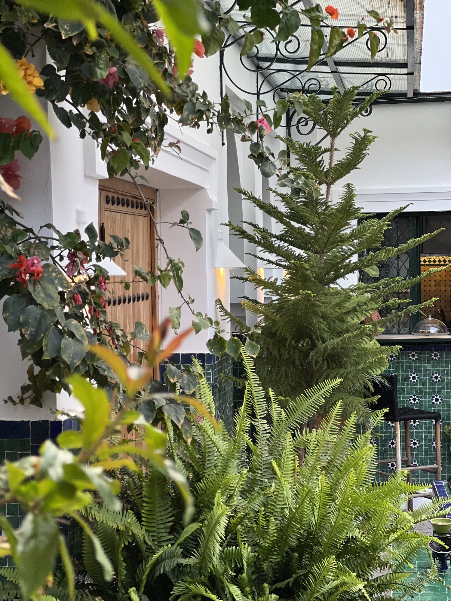 The courtyard, through the leaves, Tangier, Morocco