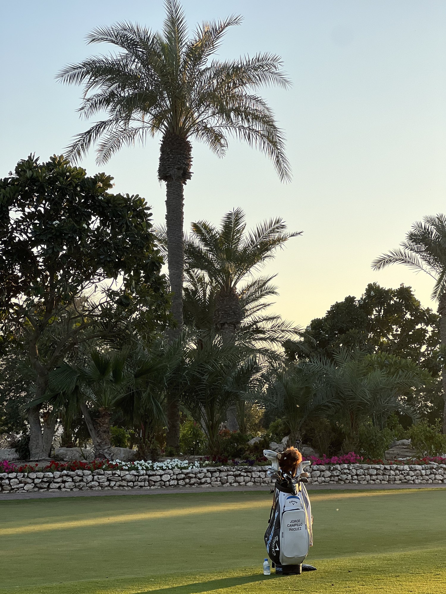 A golf bag beneath the palm trees at sunset, Doha Golf Club, Qatar